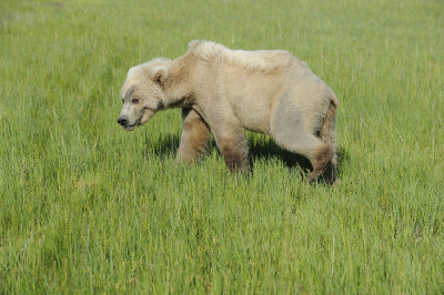 Brown Bear, Cub-063018-Lake Clark National Park, AK-#1433.JPG