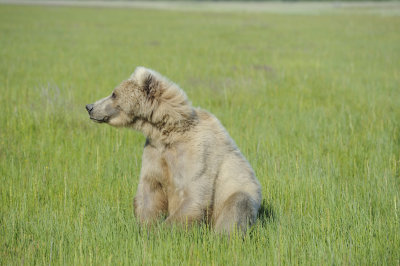 Brown Bear, Cub-063018-Lake Clark National Park, AK-#1455.JPG