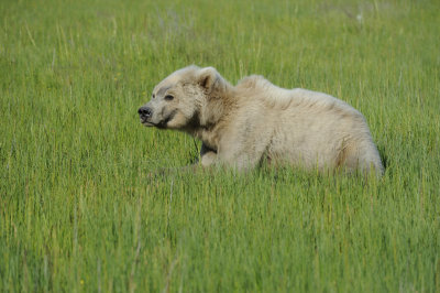 Brown Bear, Cub-063018-Lake Clark National Park, AK-#1497.JPG