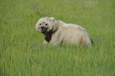 Brown Bear, Cub-063018-Lake Clark National Park, AK-#1501.JPG