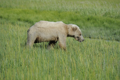 Brown Bear, Cub-063018-Lake Clark National Park, AK-#1550.JPG