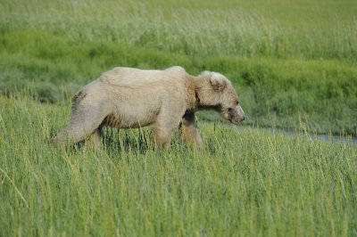 Brown Bear, Cub-063018-Lake Clark National Park, AK-#1553.JPG