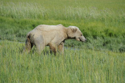 Brown Bear, Cub-063018-Lake Clark National Park, AK-#1554.JPG