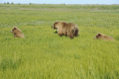 Brown Bear, Sow & 2 Cub-063018-Lake Clark National Park, AK-#1750.JPG