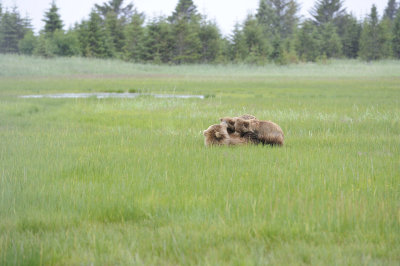 Brown Bear, Sow & 2 Cubs nursing-062918-Lake Clark National Park, AK-#1284.JPG