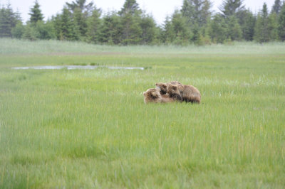 Brown Bear, Sow & 2 Cubs nursing-062918-Lake Clark National Park, AK-#1294.JPG