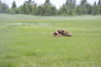 Brown Bear, Sow & 2 Cubs nursing-062918-Lake Clark National Park, AK-#1304.JPG