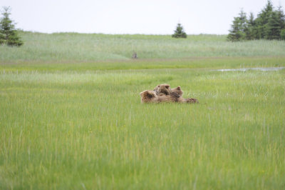 Brown Bear, Sow & 2 Cubs nursing-062918-Lake Clark National Park, AK-#1317.JPG