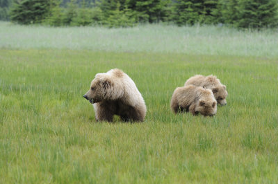 Brown Bear, Sow & 2 Cubs-062618-Lake Clark National Park, AK-#2325.JPG
