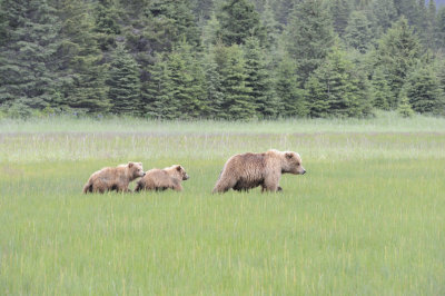 Brown Bear, Sow & 2 Cubs-062718-Lake Clark National Park, AK-#2691.JPG