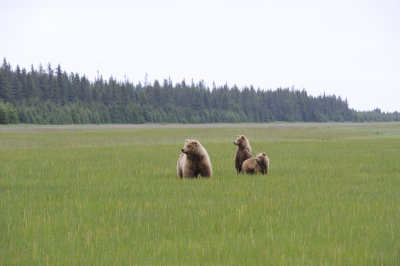 Brown Bear, Sow & 2 Cubs-062718-Lake Clark National Park, AK-#2698.JPG