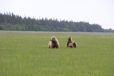 Brown Bear, Sow & 2 Cubs-062718-Lake Clark National Park, AK-#2699.JPG