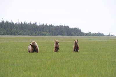 Brown Bear, Sow & 2 Cubs-062718-Lake Clark National Park, AK-#2702.JPG