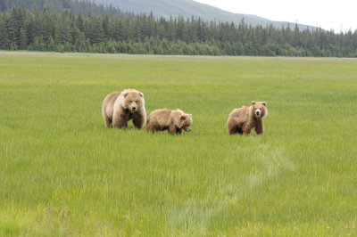 Brown Bear, Sow & 2 Cubs-062718-Lake Clark National Park, AK-#2713.JPG