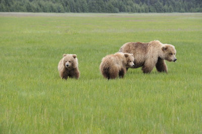 Brown Bear, Sow & 2 Cubs-062718-Lake Clark National Park, AK-#2731.JPG