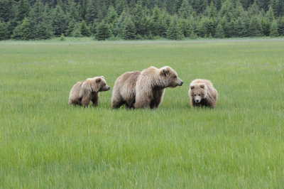 Brown Bear, Sow & 2 Cubs-062718-Lake Clark National Park, AK-#2791.JPG