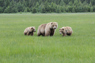 Brown Bear, Sow & 2 Cubs-062718-Lake Clark National Park, AK-#2795.JPG