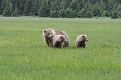 Brown Bear, Sow & 2 Cubs-062718-Lake Clark National Park, AK-#2804.JPG