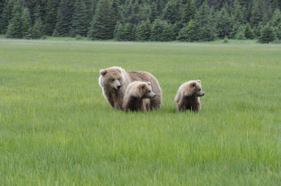 Brown Bear, Sow & 2 Cubs-062718-Lake Clark National Park, AK-#2805.JPG