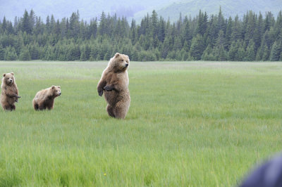 Brown Bear, Sow & 2 Cubs-062718-Lake Clark National Park, AK-#2809.JPG