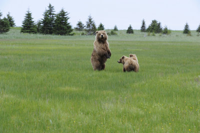 Brown Bear, Sow & 2 Cubs-062718-Lake Clark National Park, AK-#2914.JPG