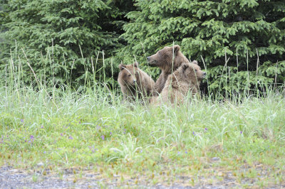Brown Bear, Sow & 2 Cubs-062818-Lake Clark National Park, AK-#3333.JPG