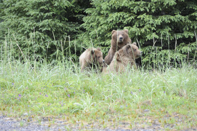 Brown Bear, Sow & 2 Cubs-062818-Lake Clark National Park, AK-#3337.JPG