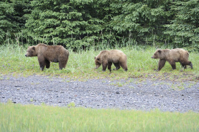 Brown Bear, Sow & 2 Cubs-062818-Lake Clark National Park, AK-#3345.JPG