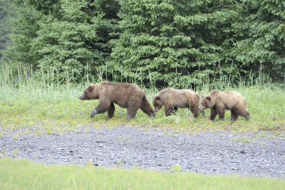 Brown Bear, Sow & 2 Cubs-062818-Lake Clark National Park, AK-#3348.JPG