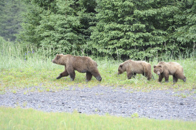 Brown Bear, Sow & 2 Cubs-062818-Lake Clark National Park, AK-#3351.JPG