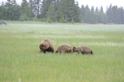 Brown Bear, Sow & 2 Cubs-062818-Lake Clark National Park, AK-#3375.JPG