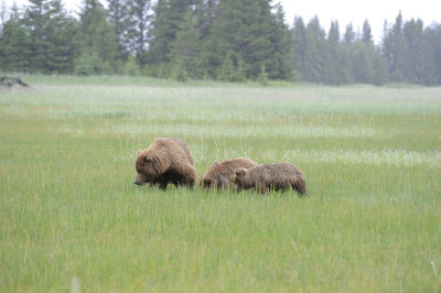 Brown Bear, Sow & 2 Cubs-062818-Lake Clark National Park, AK-#3376.JPG