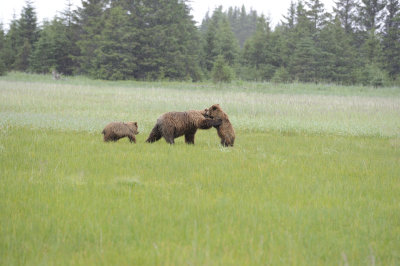 Brown Bear, Sow & 2 Cubs-062818-Lake Clark National Park, AK-#3418.JPG