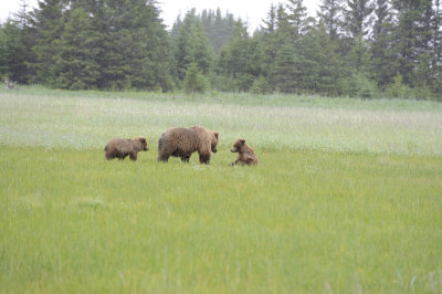 Brown Bear, Sow & 2 Cubs-062818-Lake Clark National Park, AK-#3429.JPG