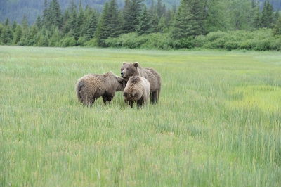 Brown Bear, Sow & 2 Cubs-062918-Lake Clark National Park, AK-#1181.JPG
