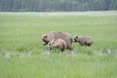 Brown Bear, Sow & 2 Cubs-062918-Lake Clark National Park, AK-#1222.JPG