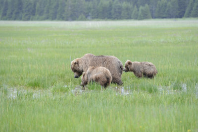 Brown Bear, Sow & 2 Cubs-062918-Lake Clark National Park, AK-#1223.JPG