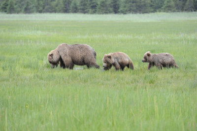 Brown Bear, Sow & 2 Cubs-062918-Lake Clark National Park, AK-#1242.JPG