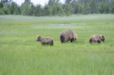 Brown Bear, Sow & 2 Cubs-062918-Lake Clark National Park, AK-#1266.JPG