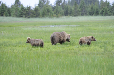 Brown Bear, Sow & 2 Cubs-062918-Lake Clark National Park, AK-#1268.JPG