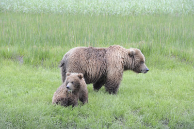 Brown Bear, Sow & Cub-062718-Lake Clark National Park, AK-#2173.JPG