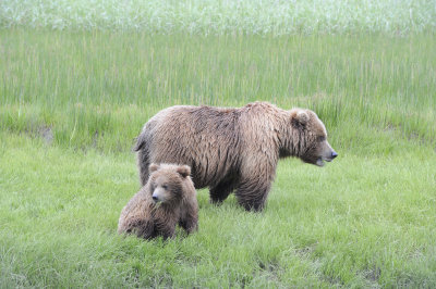 Brown Bear, Sow & Cub-062718-Lake Clark National Park, AK-#2174.JPG