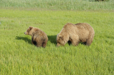 Brown Bear, Sow & Cub-063018-Lake Clark National Park, AK-#0532.JPG