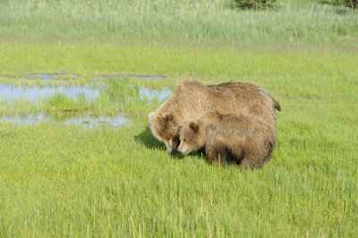 Brown Bear, Sow & Cub-063018-Lake Clark National Park, AK-#0535.JPG