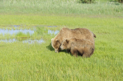Brown Bear, Sow & Cub-063018-Lake Clark National Park, AK-#0536.JPG