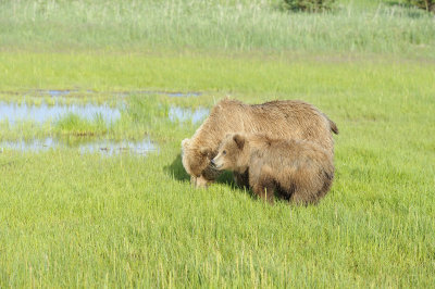 Brown Bear, Sow & Cub-063018-Lake Clark National Park, AK-#0537.JPG