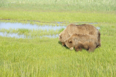 Brown Bear, Sow & Cub-063018-Lake Clark National Park, AK-#0540.JPG