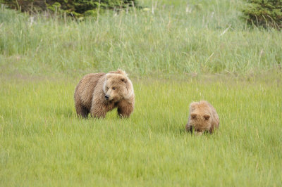Brown Bear, Sow & Cub-063018-Lake Clark National Park, AK-#0819.JPG
