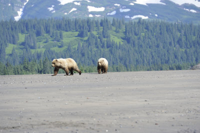 Brown Bear, Sow & Cub-063018-Lake Clark National Park, AK-#1183.JPG