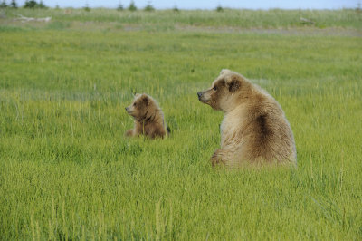 Brown Bear, Sow & Cub-070118-Lake Clark National Park, AK-#1651.JPG